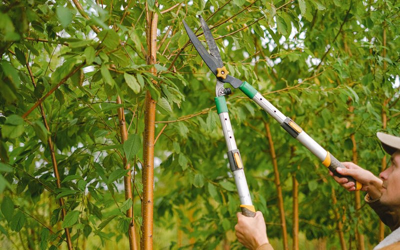 Tree trimming in Clemons, IA
